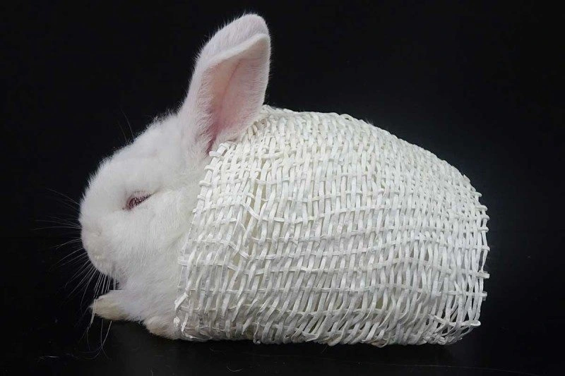 Polar Bear-Inspired Fabric Unveiled, Promising Warmth Without Weight